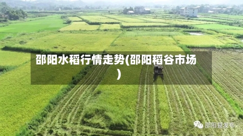 邵阳水稻行情走势(邵阳稻谷市场)