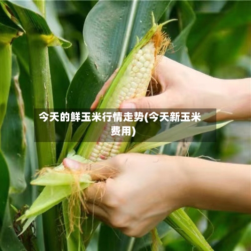 今天的鲜玉米行情走势(今天新玉米费用)