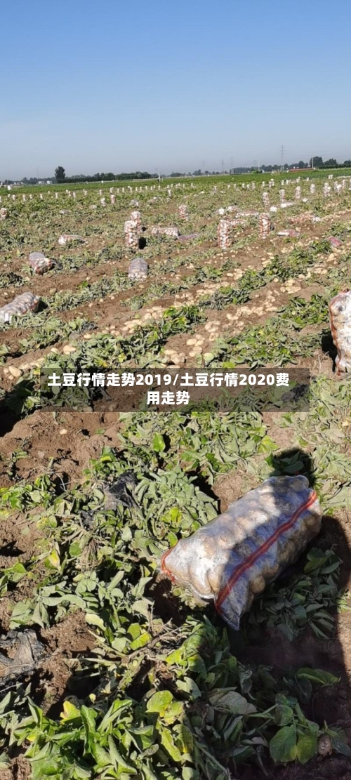 土豆行情走势2019/土豆行情2020费用走势
