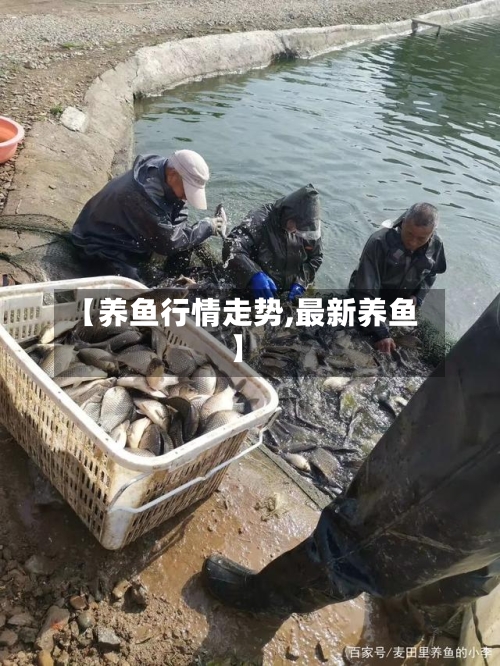 【养鱼行情走势,最新养鱼】