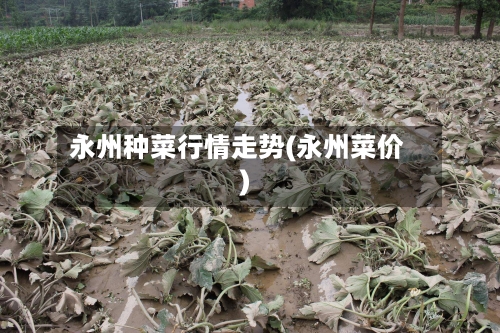 永州种菜行情走势(永州菜价)