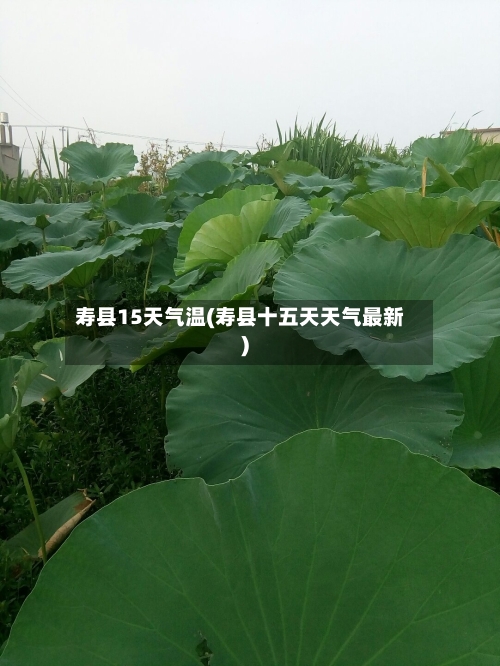 寿县15天气温(寿县十五天天气最新)