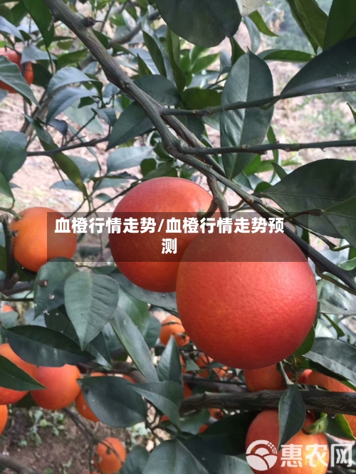 血橙行情走势/血橙行情走势预测