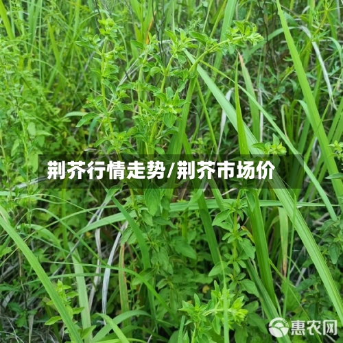 荆芥行情走势/荆芥市场价