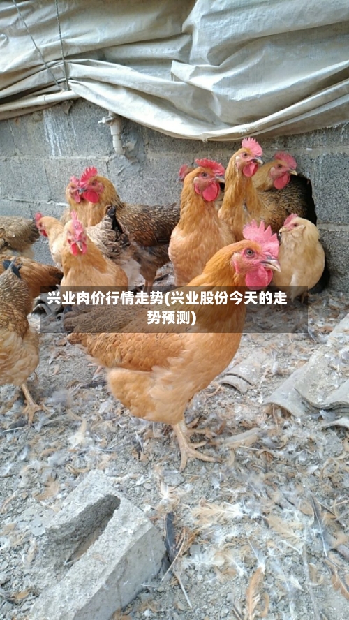兴业肉价行情走势(兴业股份今天的走势预测)