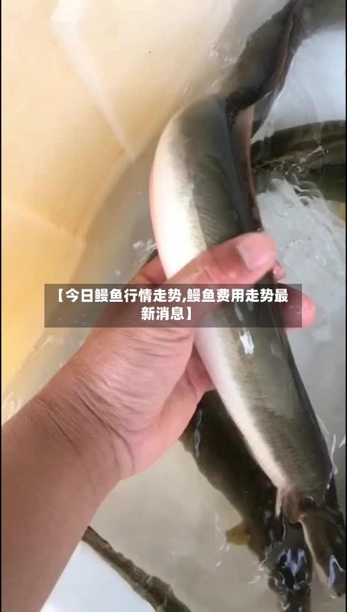 【今日鳗鱼行情走势,鳗鱼费用走势最新消息】