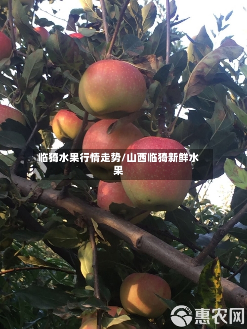 临猗水果行情走势/山西临猗新鲜水果