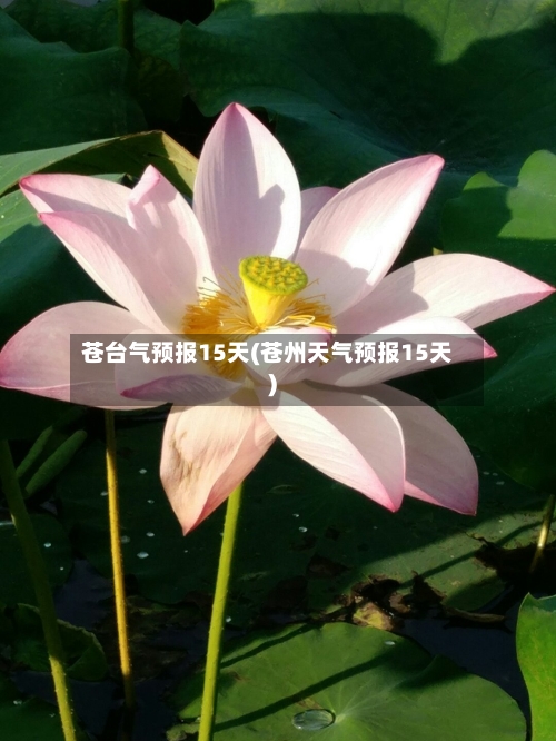 苍台气预报15天(苍州天气预报15天)