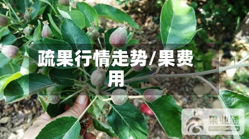 疏果行情走势/果费用