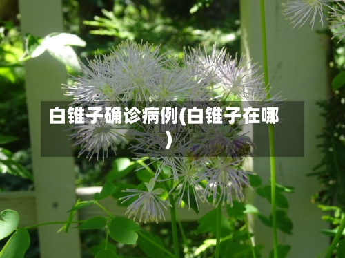 白锥子确诊病例(白锥子在哪)