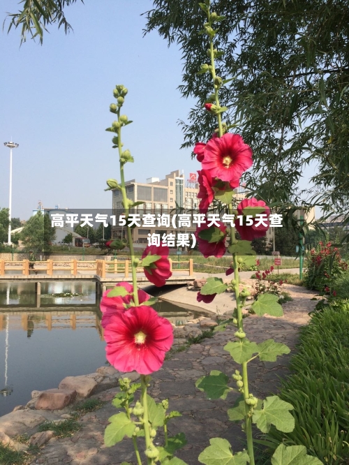 高平天气15天查询(高平天气15天查询结果)