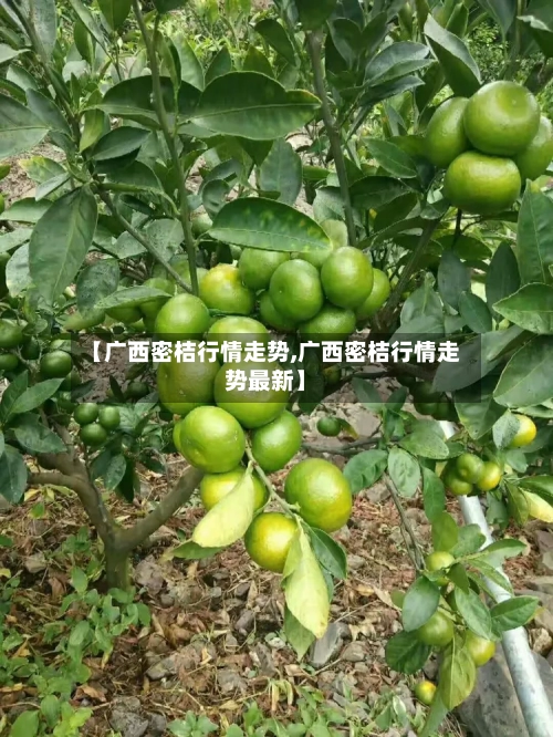 【广西密桔行情走势,广西密桔行情走势最新】